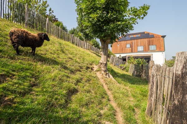 Medium property photo - Waaldijk 55, 4171 CB Herwijnen